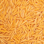 Óföldeáki Apró csiga